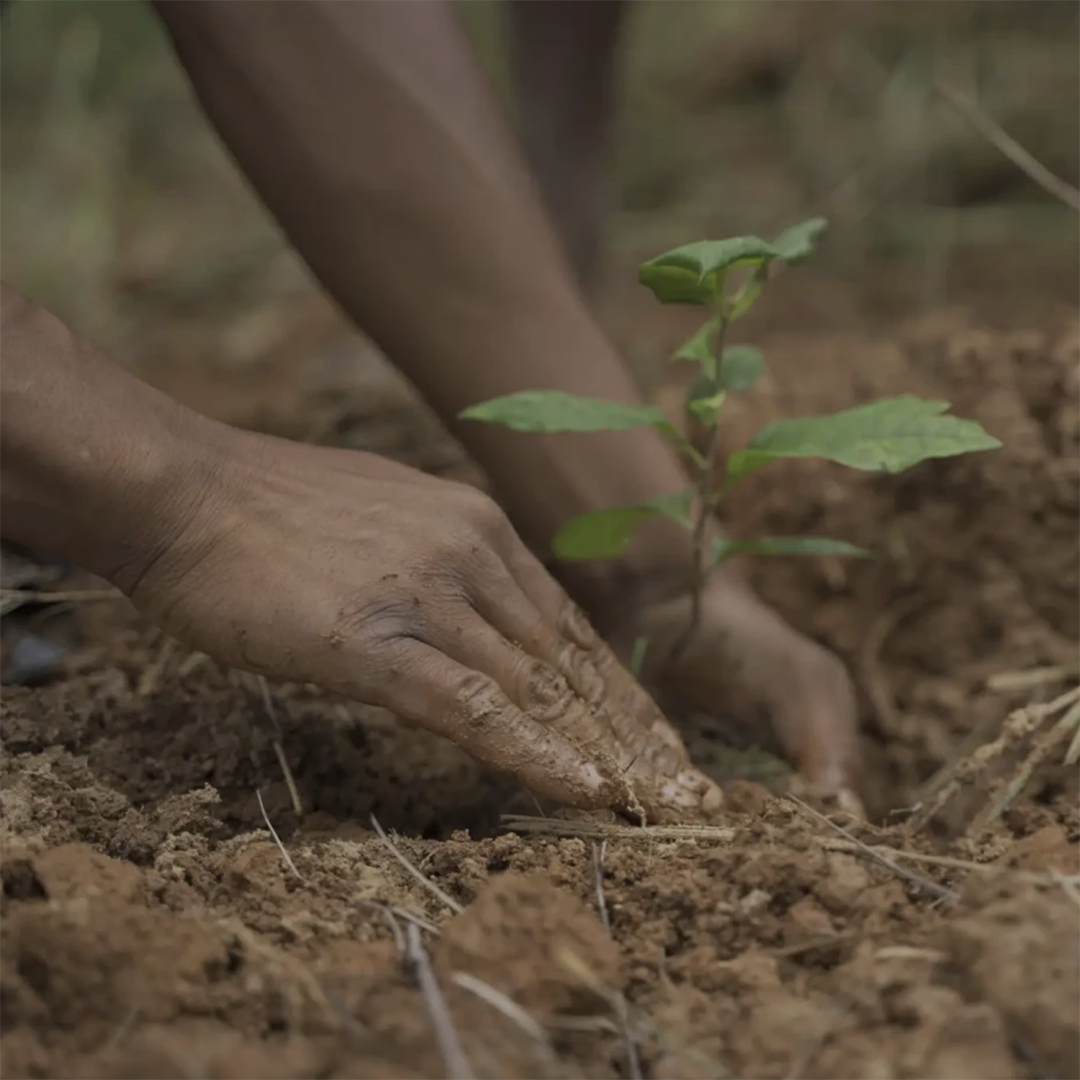 go forest: sarah parent