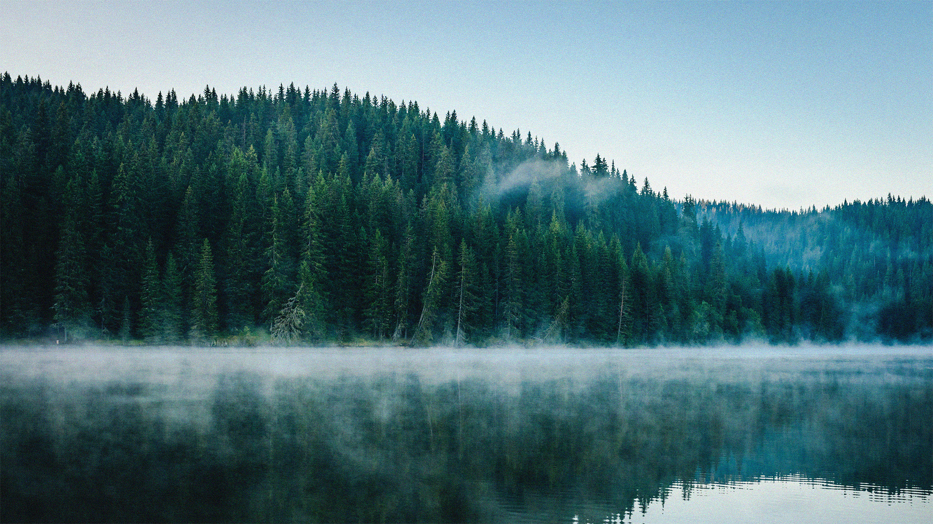 go forest: sarah parent