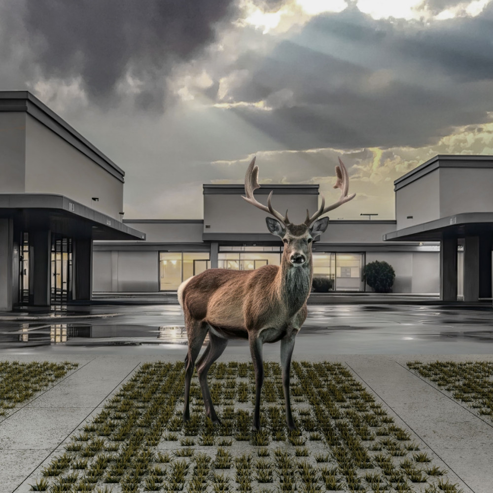 Deer