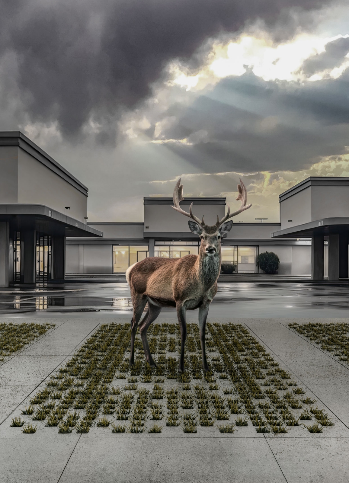 Deer