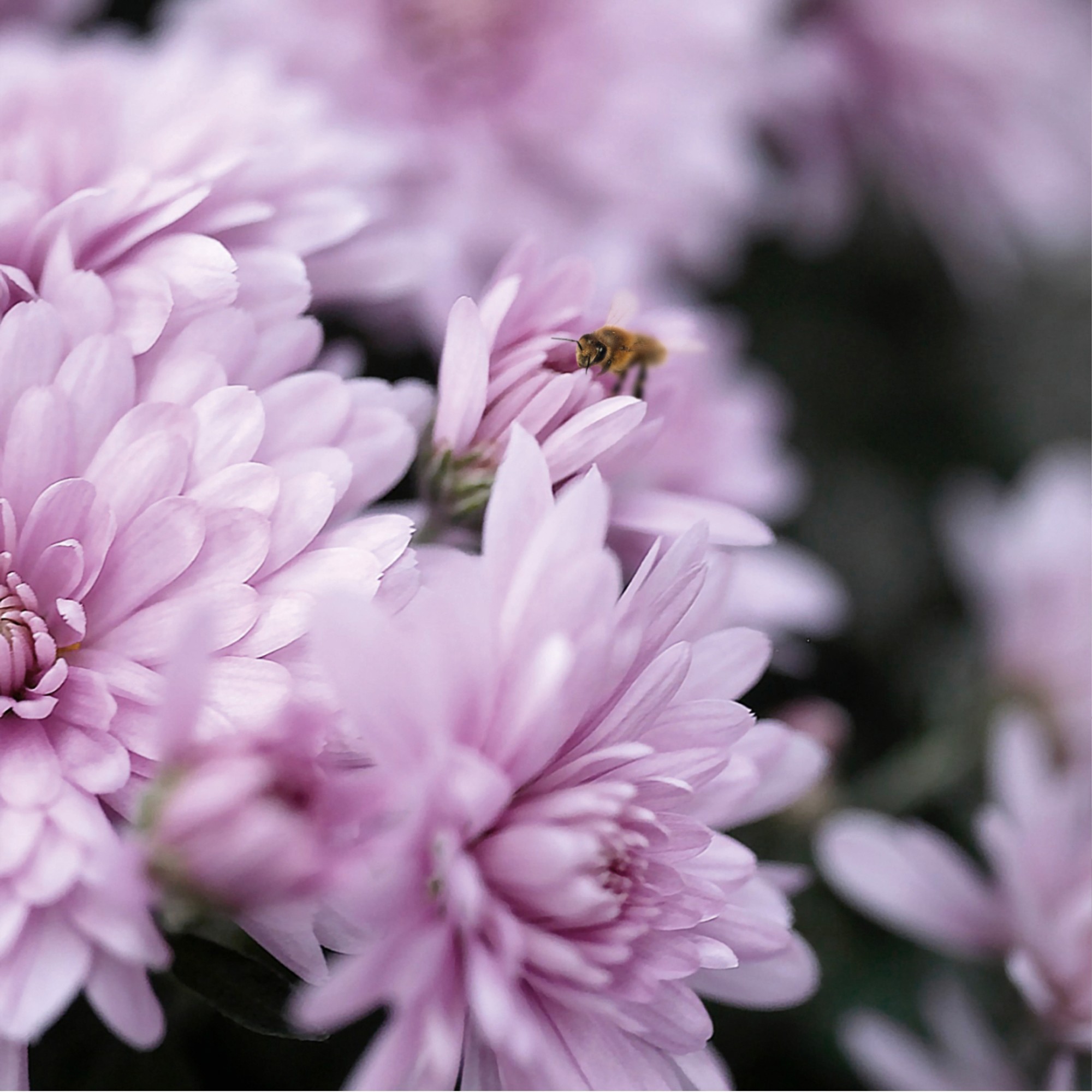 Gediflora Catalogus 2022