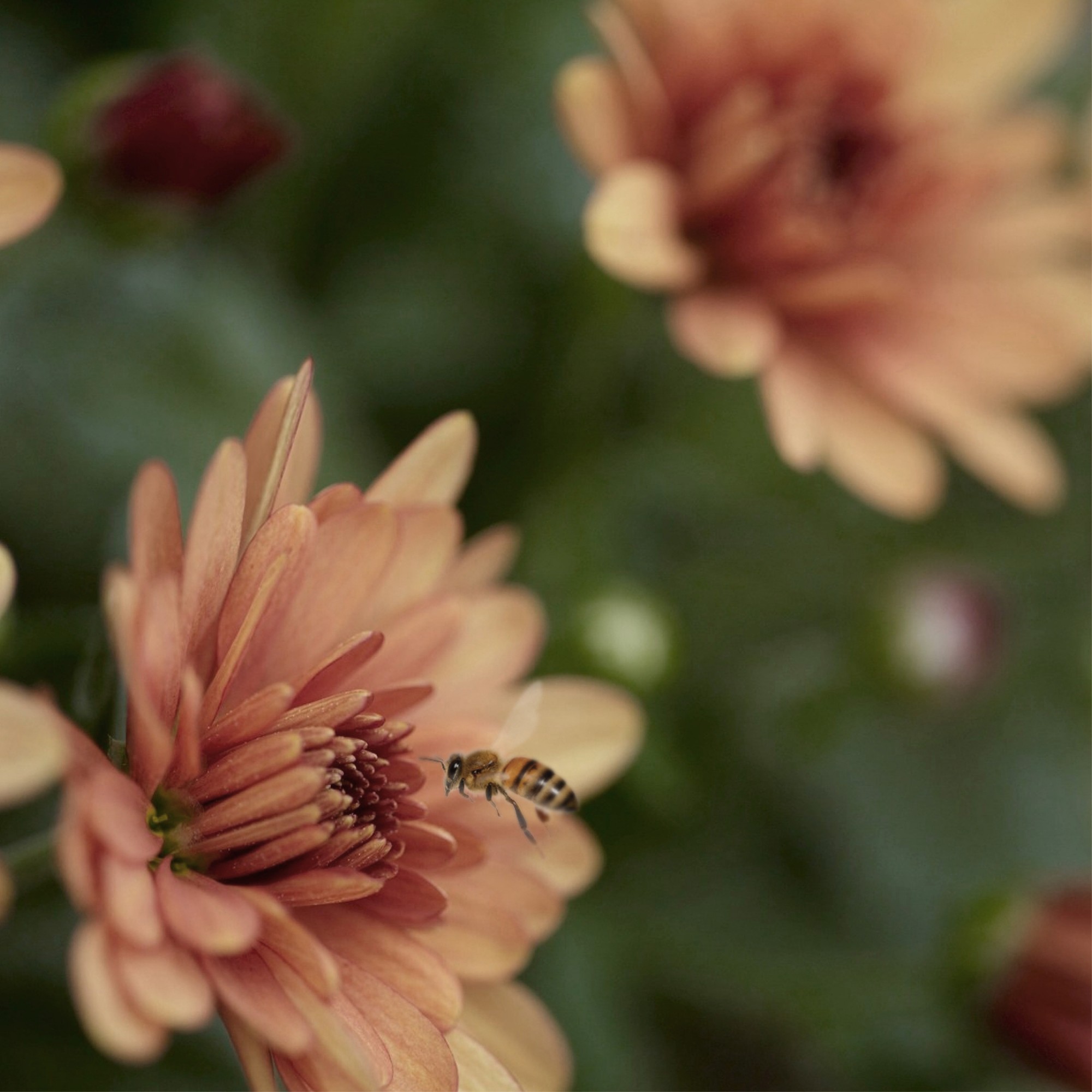 Gediflora Catalogus 2022