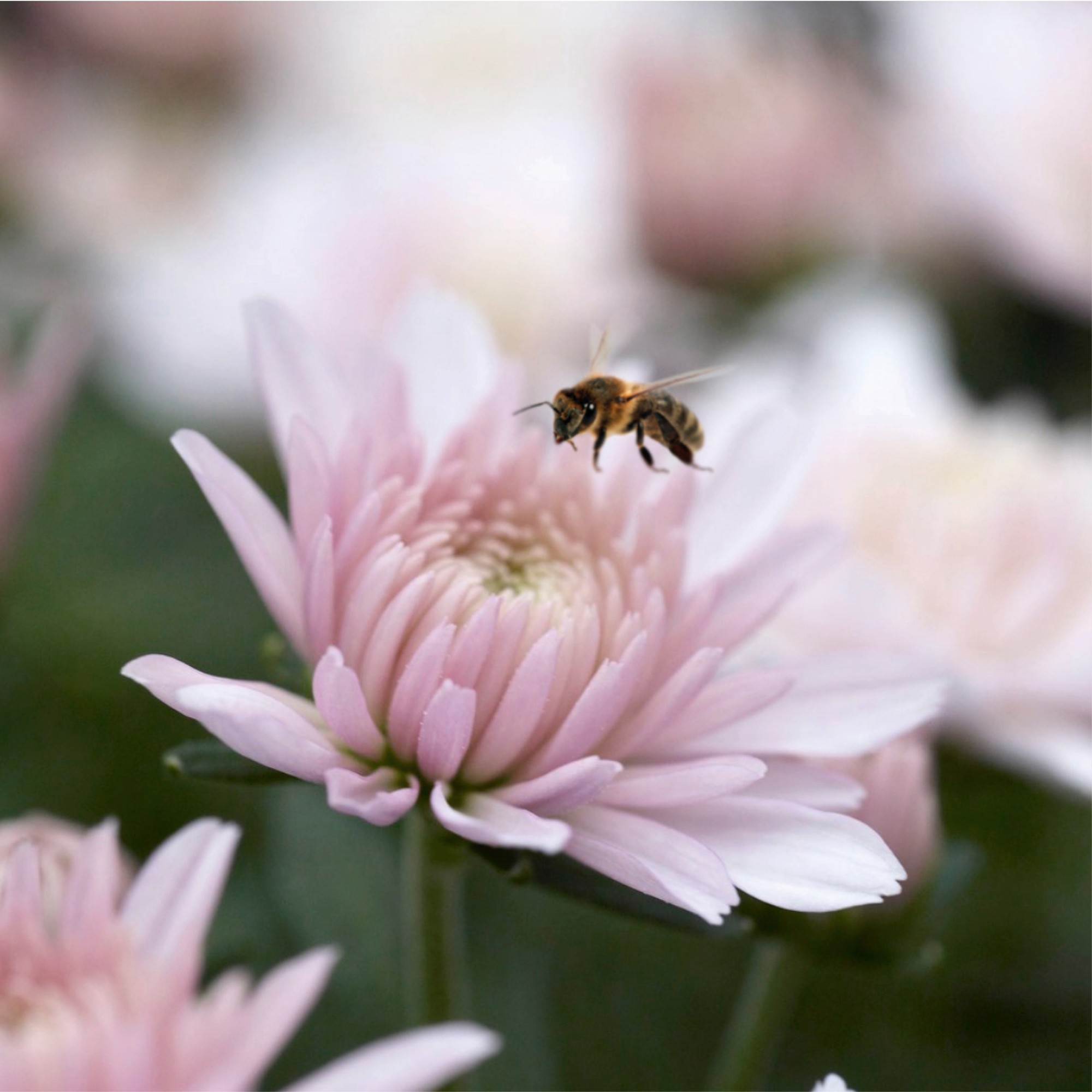 Gediflora Catalogus 2022